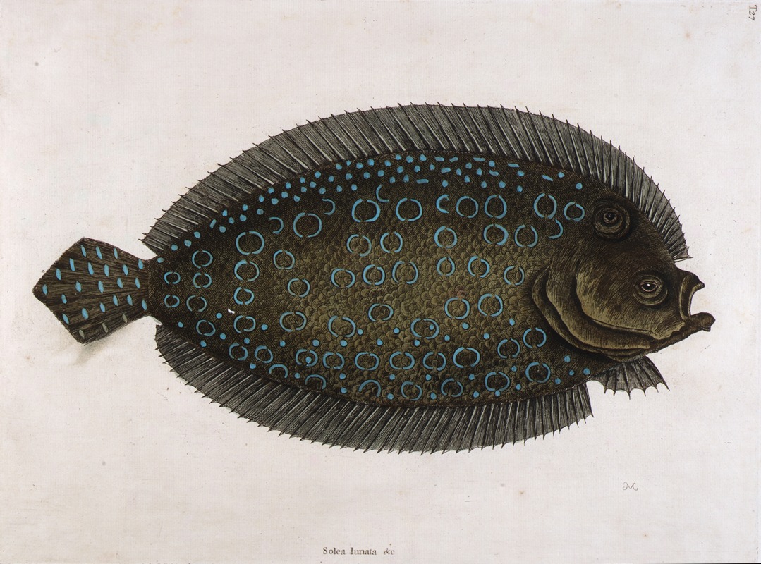 The Sole (Solea lunata & c) by Mark Catesby, 1731-1743 — digital art print download
