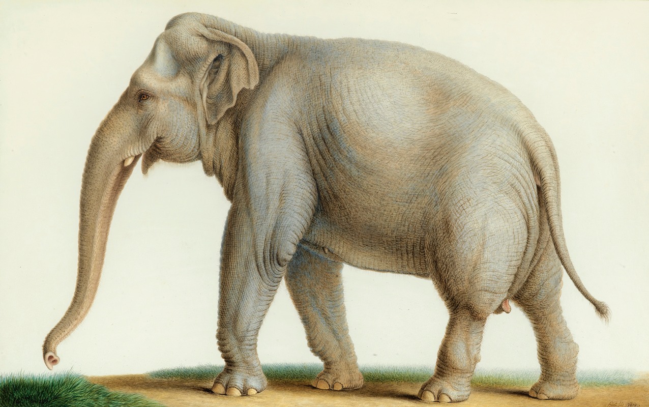 An Indian Elephant by Nicolas Huet The Younger, 1810 — digital art print download