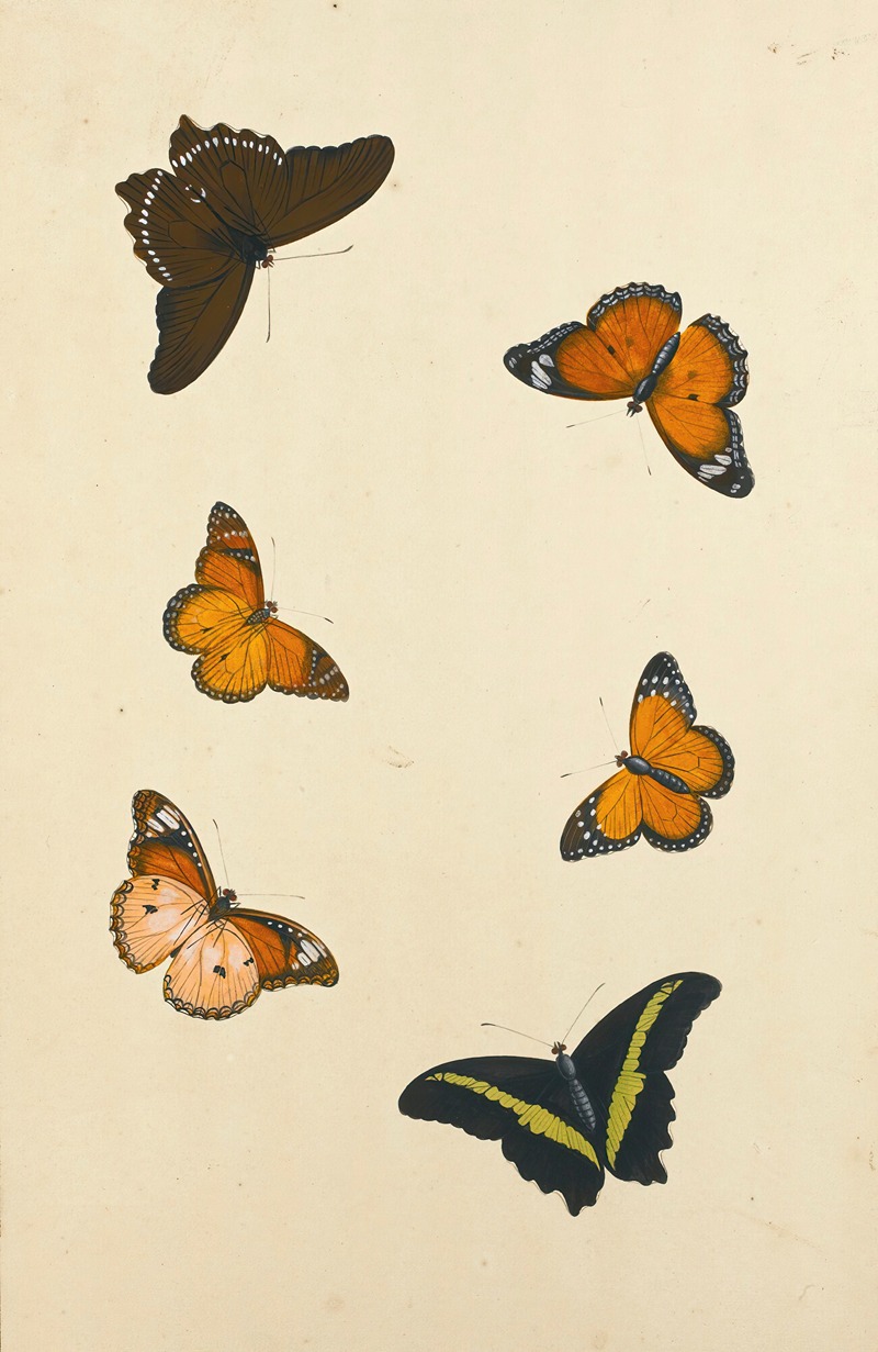 Studies Of Six Butterflies — Nicolaas Struyk
