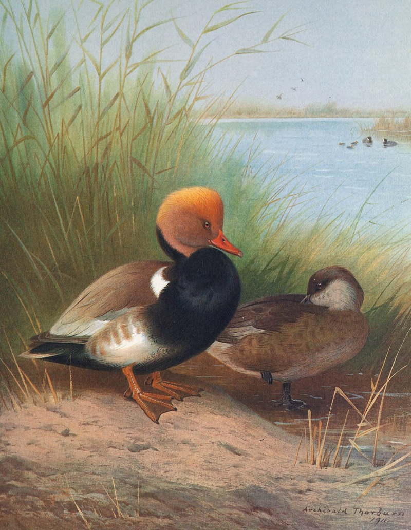 Red-Crested Pochard by Otto Murray Dixon, 1913 — digital art print download