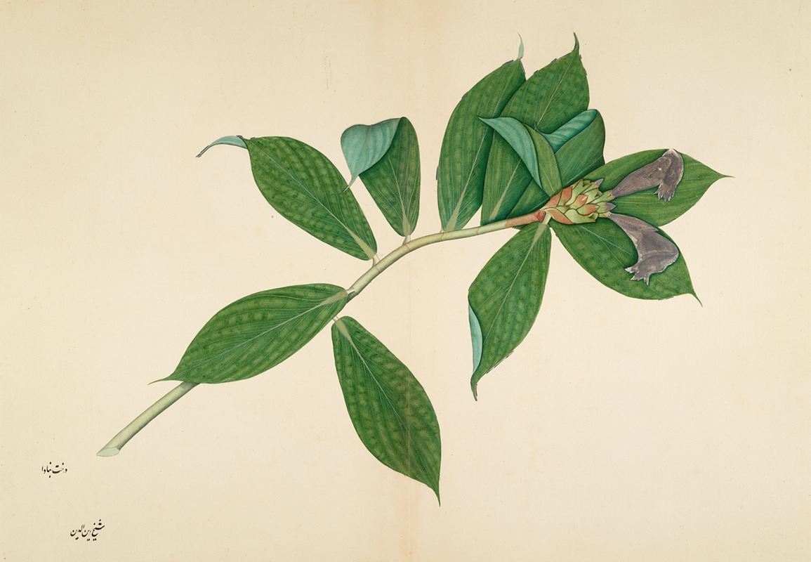 Crepe Ginger Plant by Sheikh Zain al-Din, c. 1780 — digital art print download