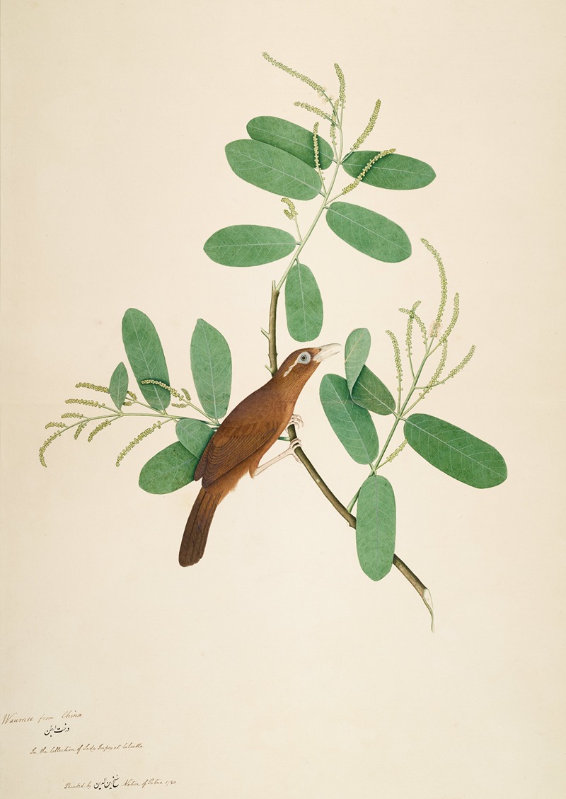 Hwamei on Terminalia Branch by Sheikh Zain al-Din, 1780 — digital art print download
