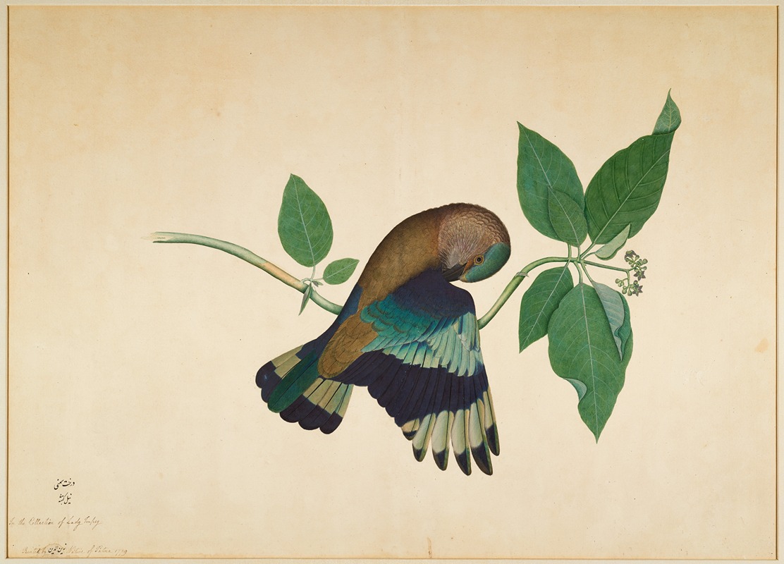 Indian Roller on Sandlewood Branch — Sheikh Zain al-Din