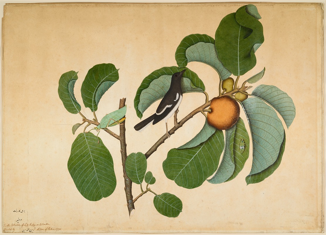 Oriental Magpie Robin with Katydid and Leaf Hopper on Monkey Jack Branch — Sheikh Zain al-Din