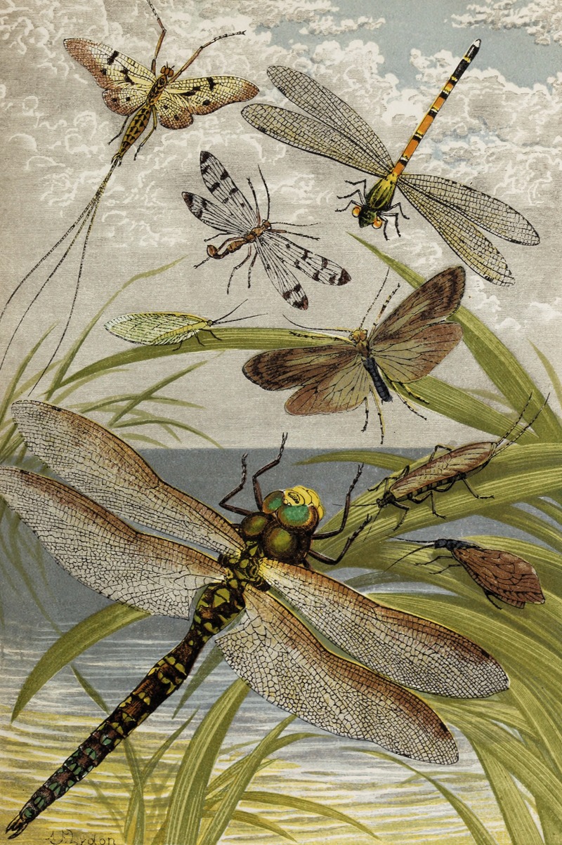 Neuroptera by William Houghton, 1877 — digital art print download