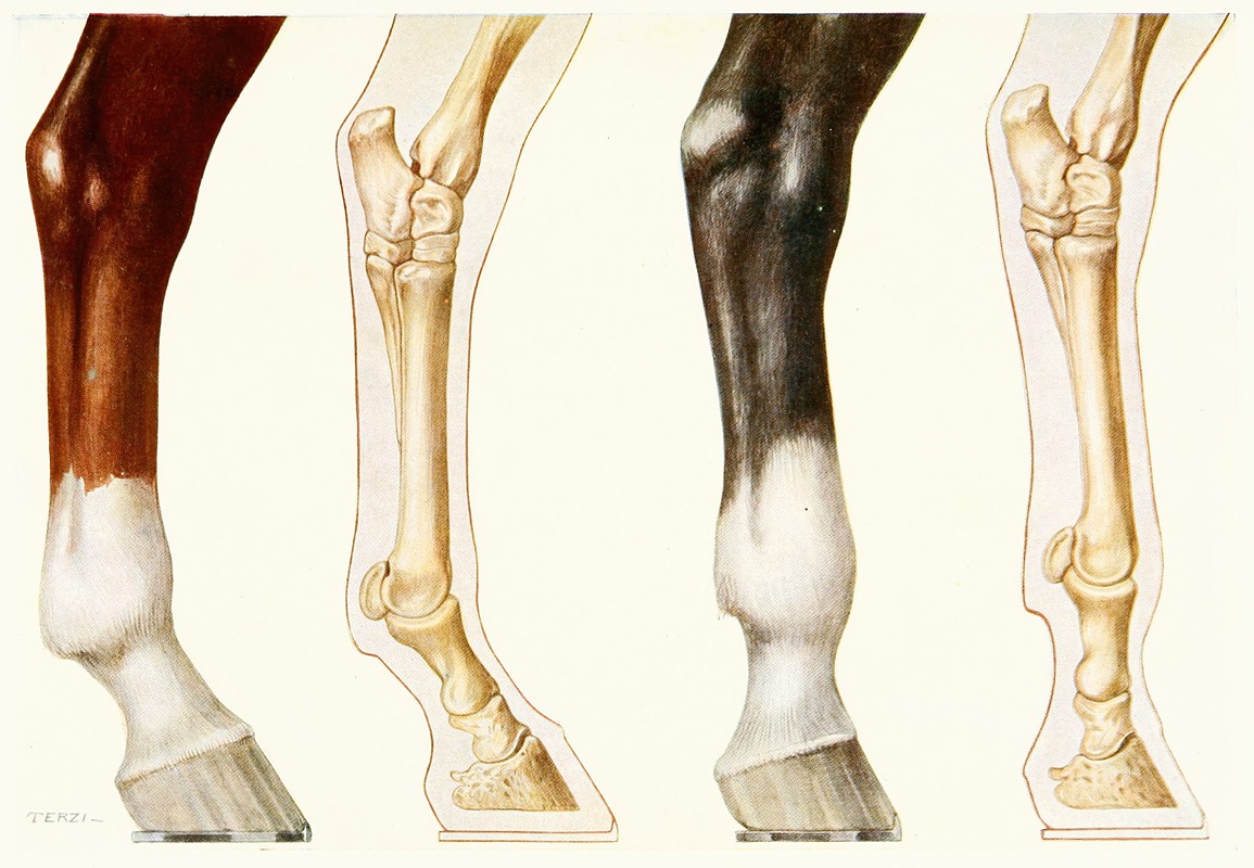 The Fetlock, Normal And Overshot by Amedeo John Engel Terzi — digital art print download