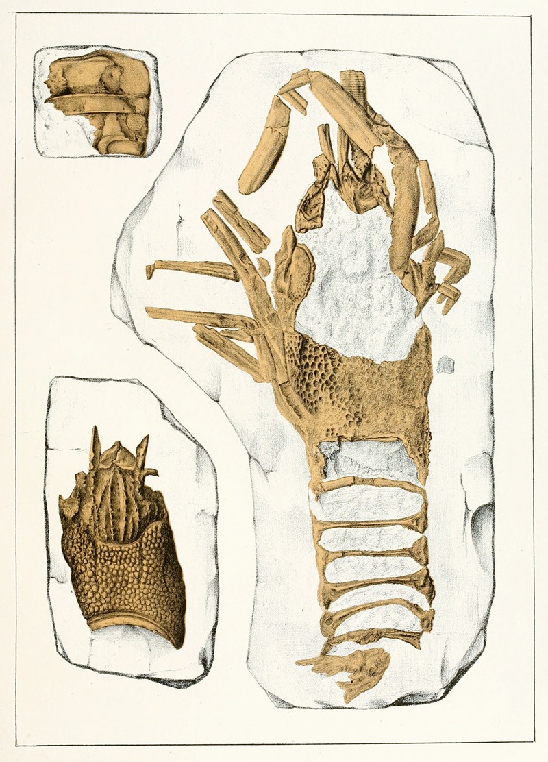 Die crustaceen der böhmischen kreideformation Pl. 2 — Antonín Frič