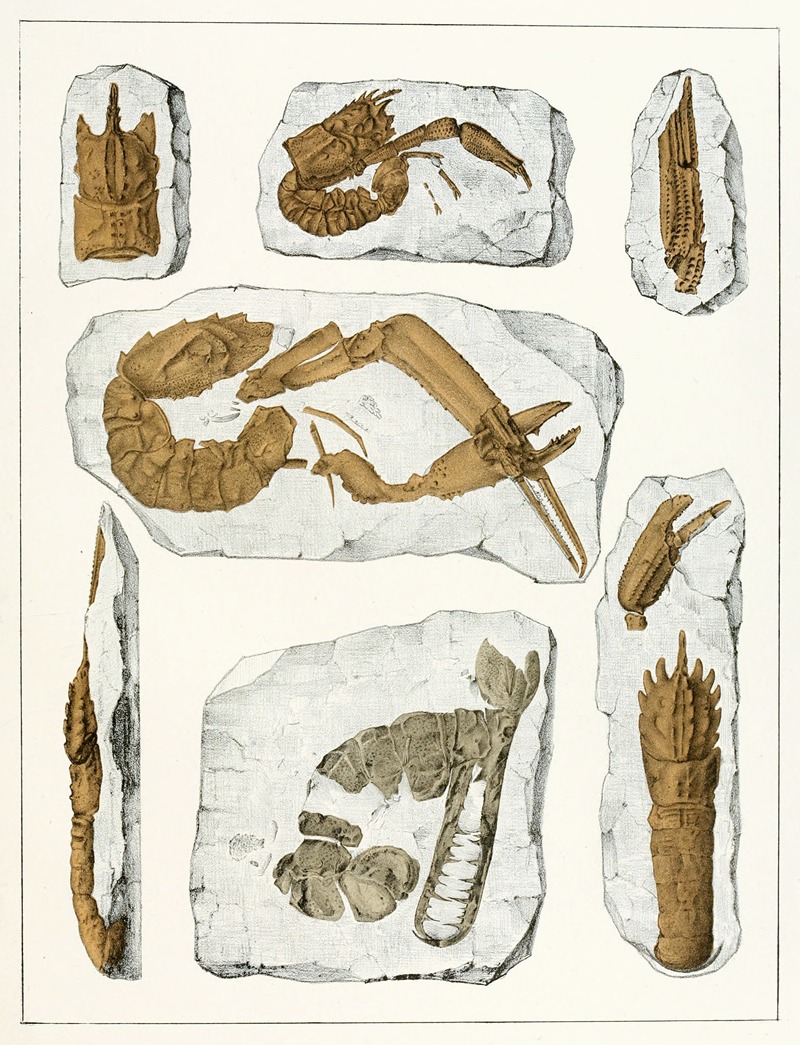 Die crustaceen der böhmischen kreideformation Pl. 4 — Antonín Frič