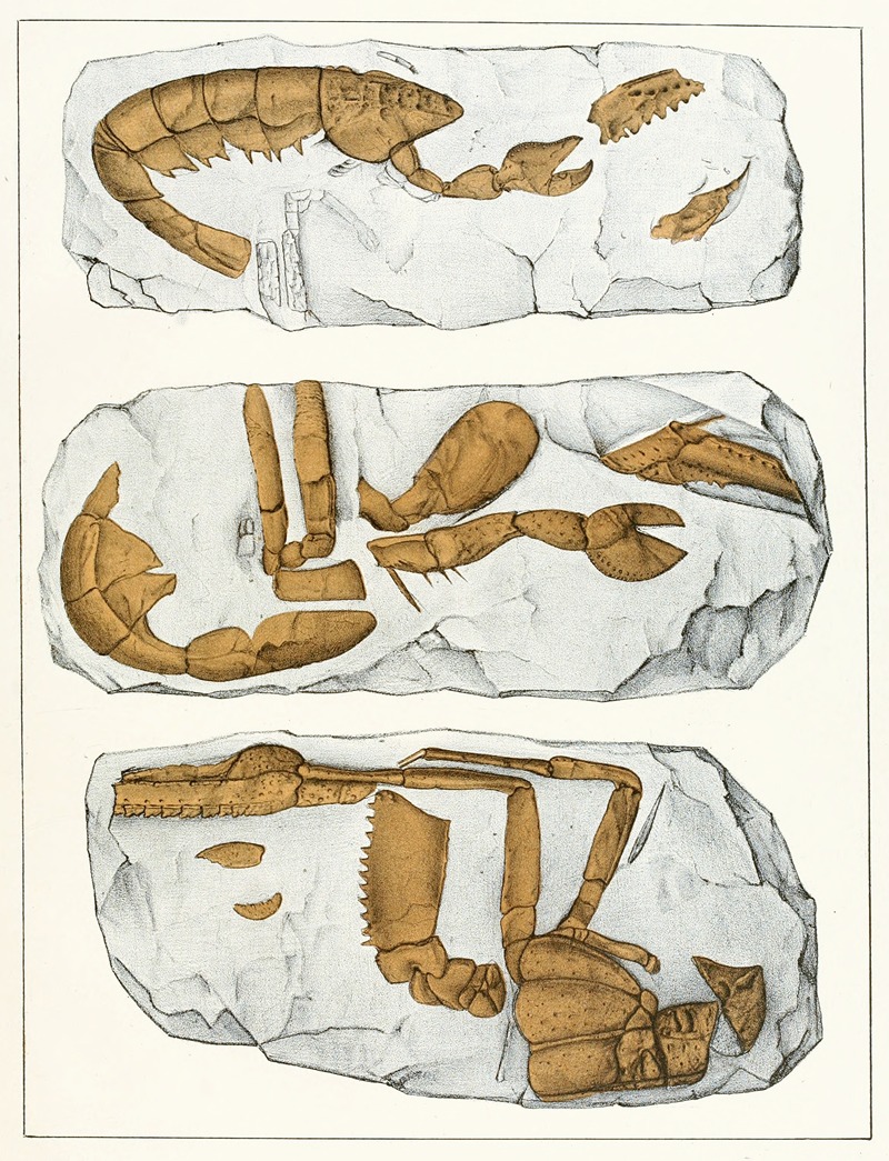 Die crustaceen der böhmischen kreideformation Pl. 7 — Antonín Frič