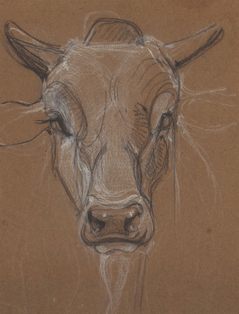 Kop van een Zebu, van voren — Bernard Willem Wierink
