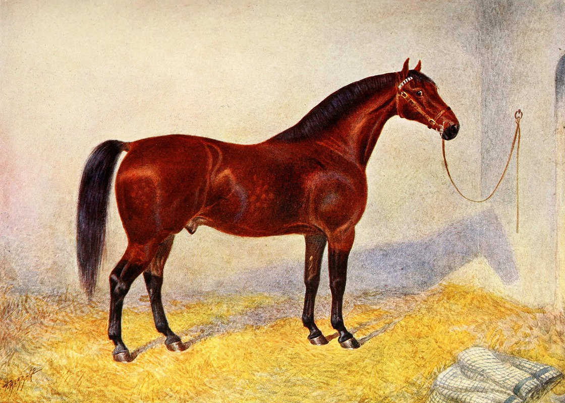 Cleveland Bay Stallion, Sultan by Frank Babbage — digital art print download