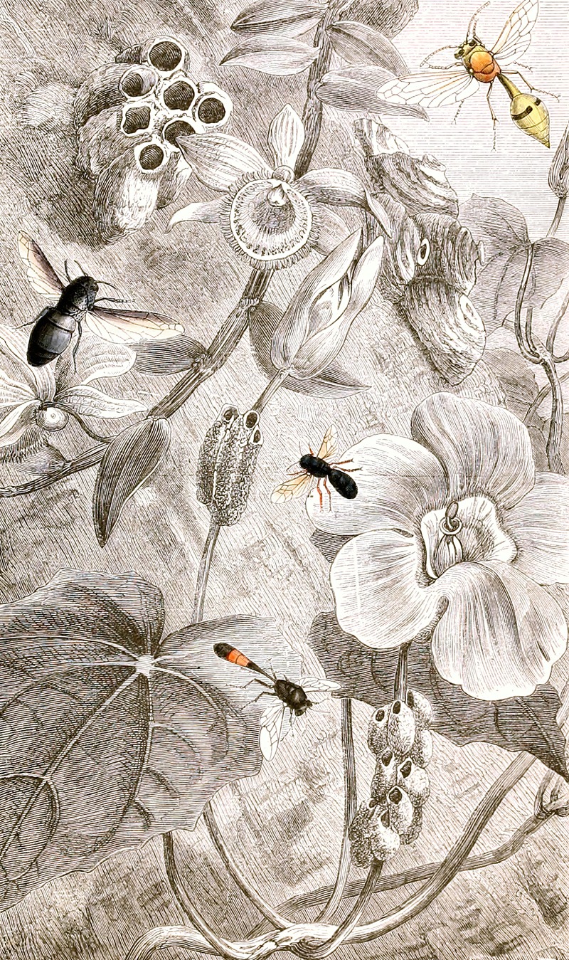 Hymenopteres Pl. X by Jules Rothschild, 1876-1878 — digital art print download