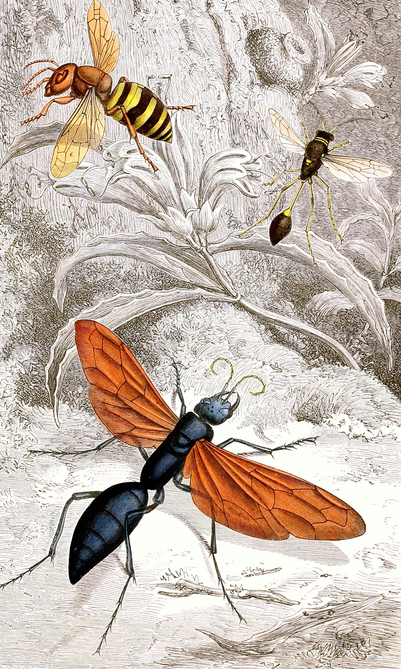 Hymenopteres Pl. XII by Jules Rothschild, 1876-1878 — digital art print download