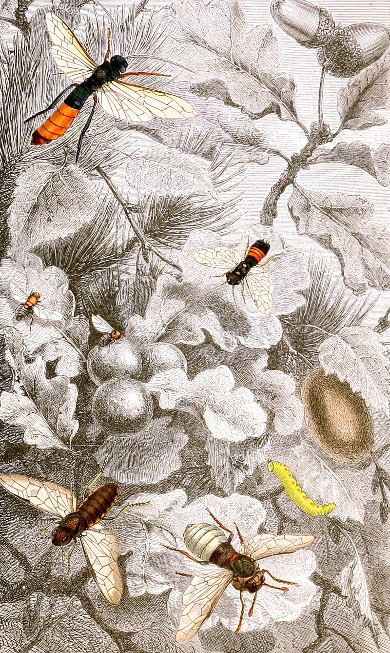 Hymenopteres Pl. XIII by Jules Rothschild, 1876-1878 — digital art print download