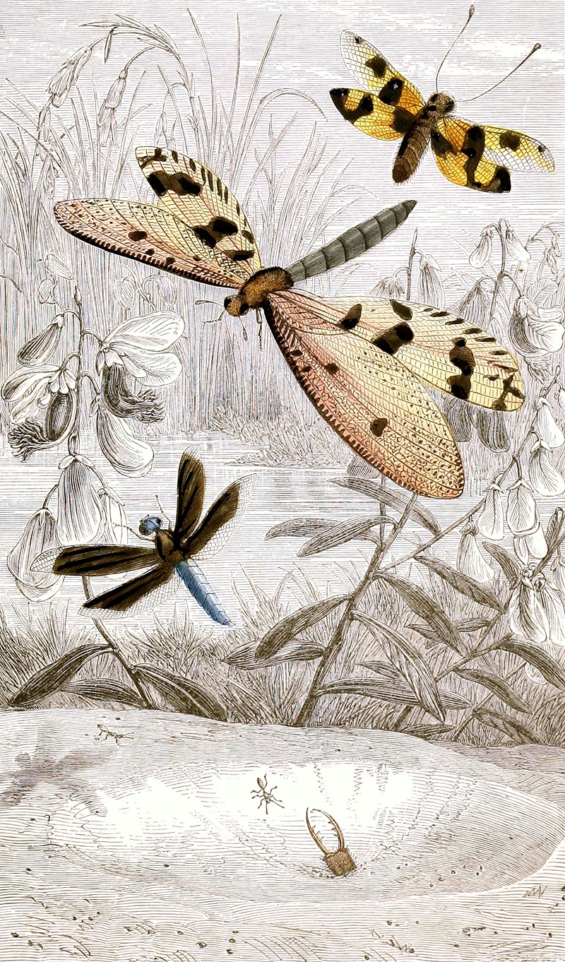 Nèvroptères Pl. V by Jules Rothschild, 1876-1878 — digital art print download