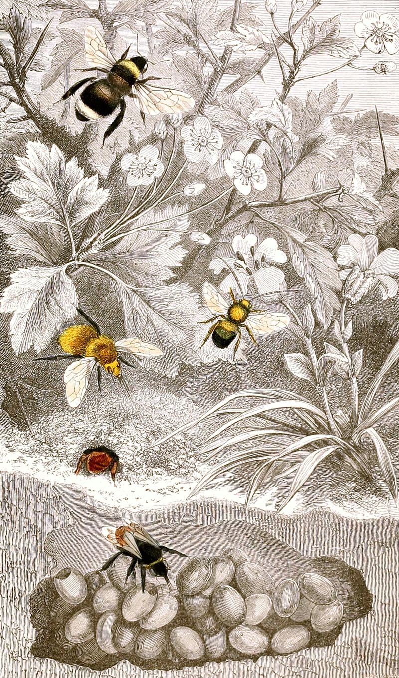 Nèvroptères Pl. VI by Jules Rothschild, 1876-1878 — digital art print download