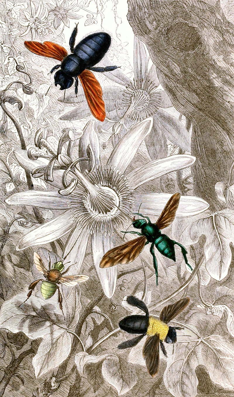 Nèvroptères Pl. VII by Jules Rothschild, 1876-1878 — digital art print download