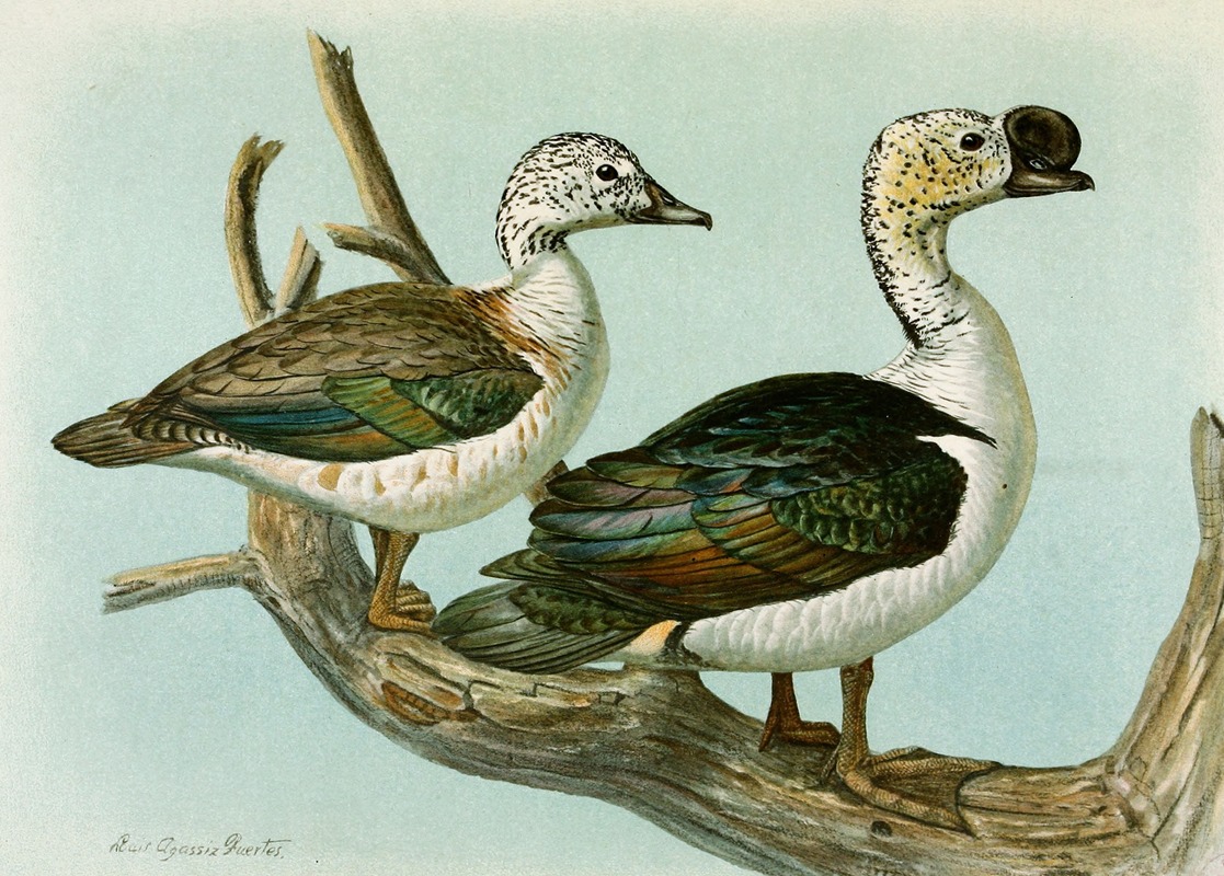 Comb or Knob-Billed Duck by Луис Агаcсиз Фуэртес, 1922-1926 — digital art print download