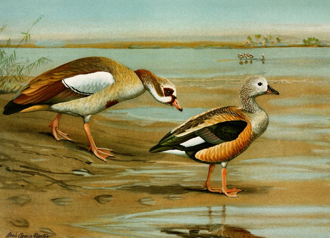 Egyptian Goose, Orinoco Goose by Луис Агаcсиз Фуэртес, 1922-1926 — digital art print download