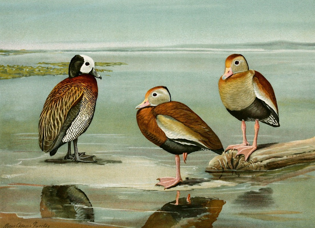 White-Faced Tree Duck, Black-Bellied Tree Duck, Gray-Breasted Tree Duck — Louis Agassiz Fuertes