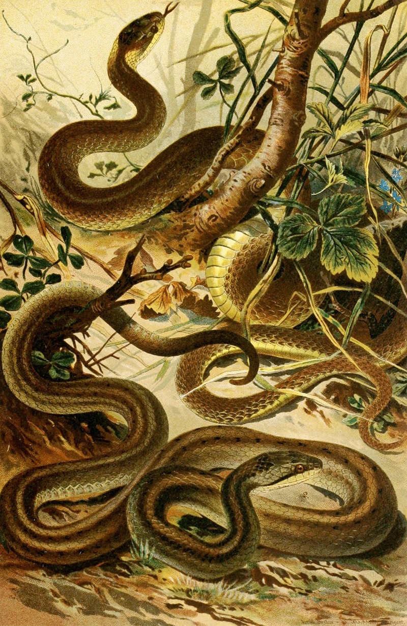 Coluber Aeskulapii, Coronella austriaca by Bruno Dürigen, 1897 — digital art print download