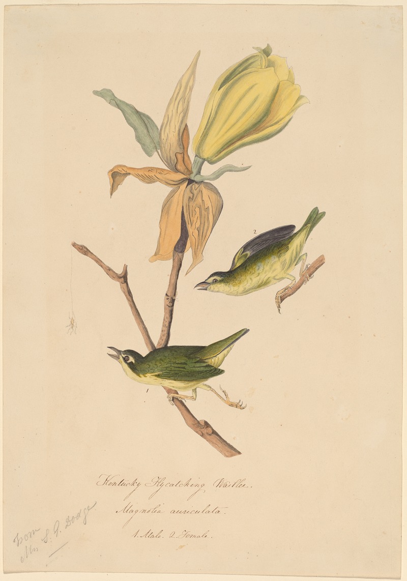 Kentucky Fly-catching Warbler by John Woodhouse Audubon — digital art print download
