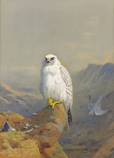A Greenland falcon on a rocky outcrop by Арчибальд Торберн, 1913 — digital art print download