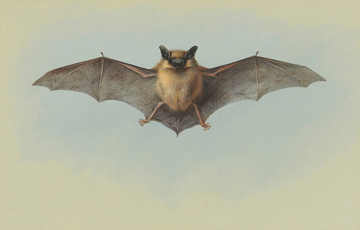 Study of a common pipistrelle bat by Арчибальд Торберн — digital art print download