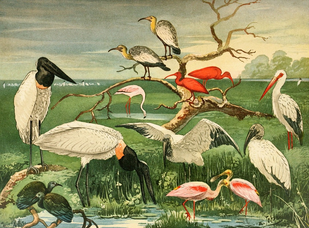 Cegonhas, Guarás, Colhereira by Emil August Göldi, 1900-1906 — digital art print download