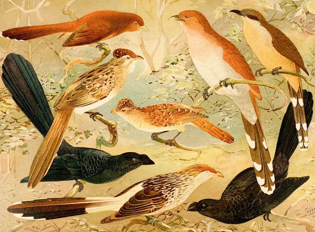 Chincoã, Saci, Anú, Quirirú — Emil August Göldi