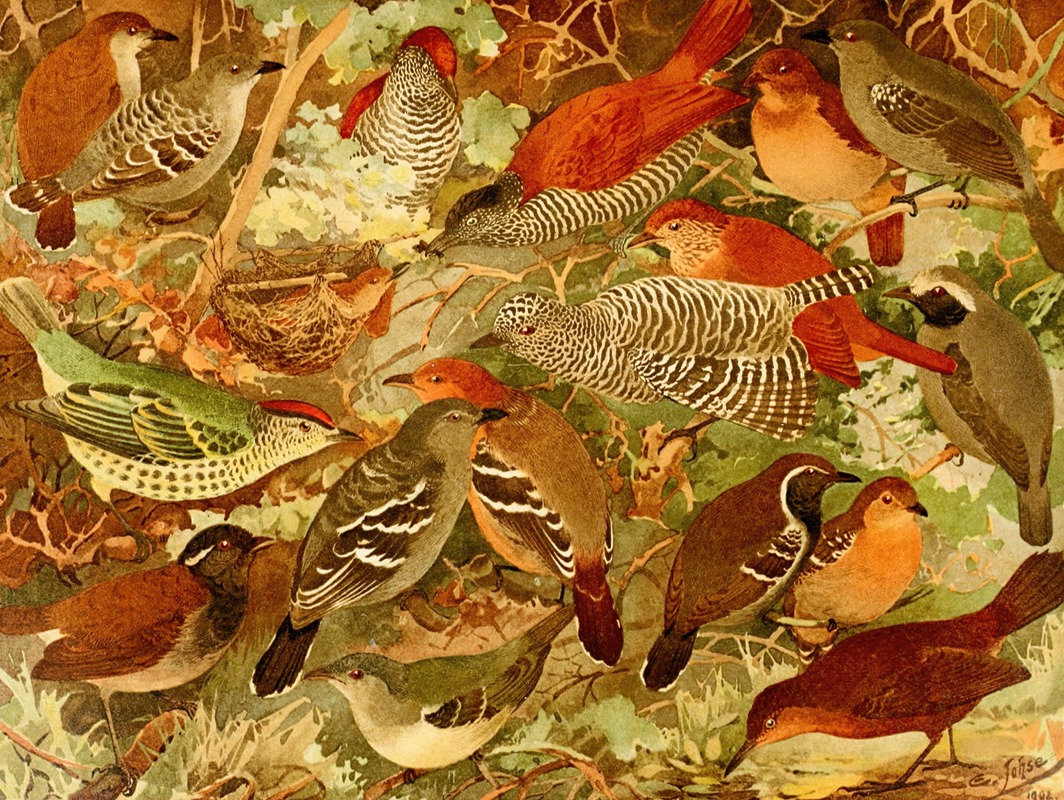 Chocas, Mbatarás, Papa-formigas, Vira-folhas — Emil August Göldi