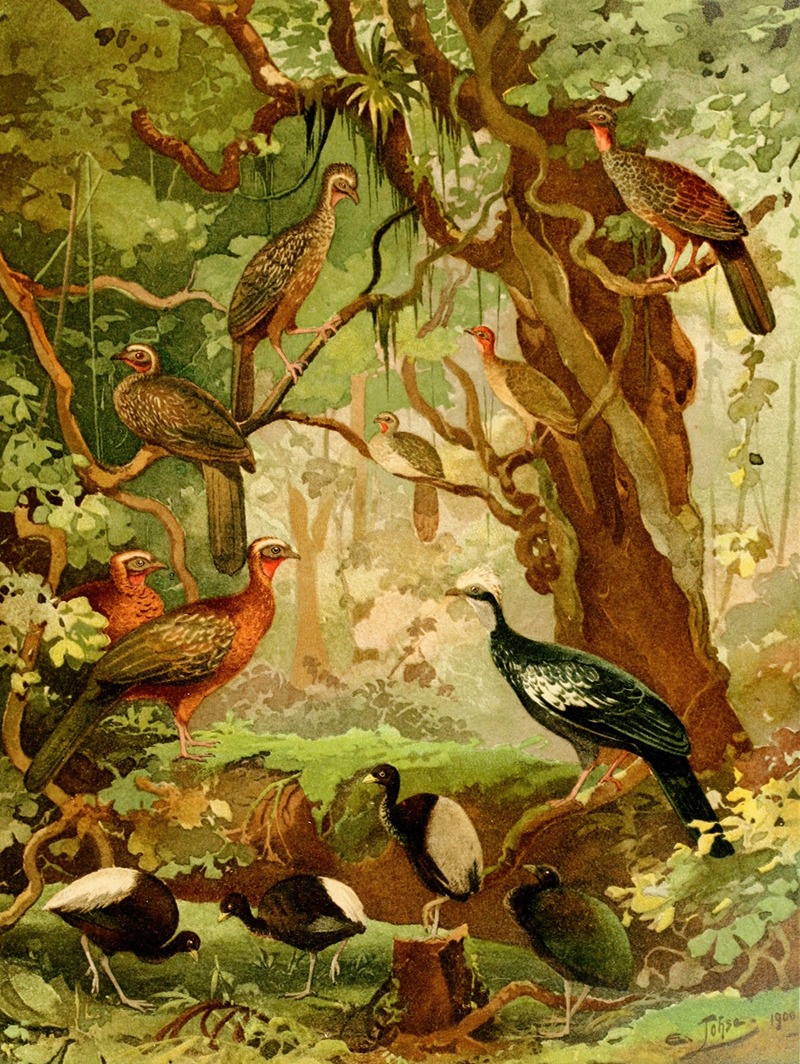Cujubi, Jacús, Aracuãs, Jacamíns by Emil August Göldi, 1900-1906 — digital art print download