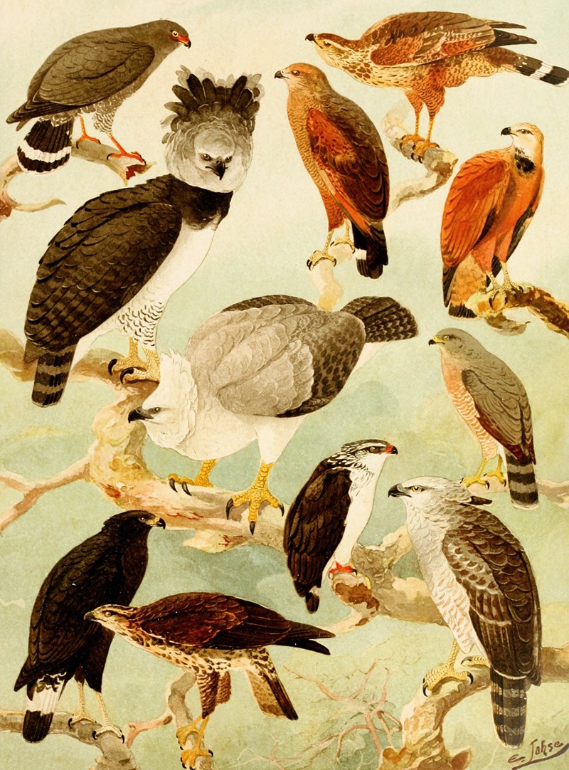 Gaviões II by Emil August Göldi, 1900-1906 — digital art print download
