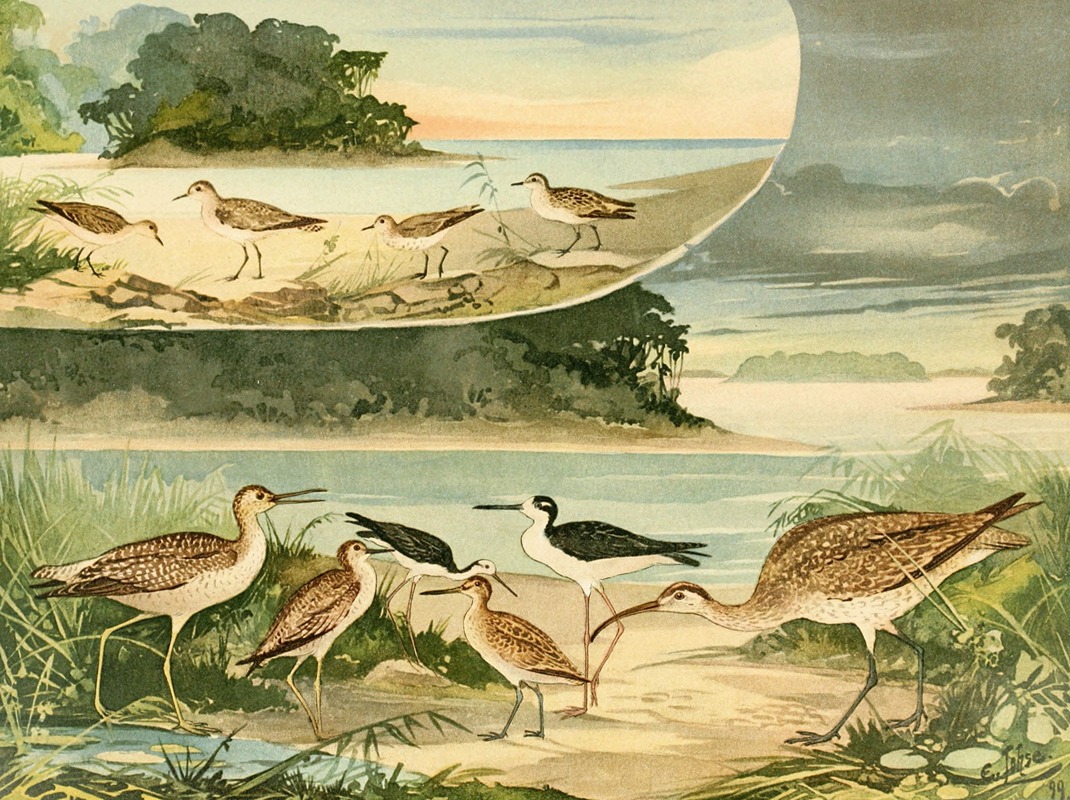 Massaricos e Massaricões by Emil August Göldi, 1900-1906 — digital art print download