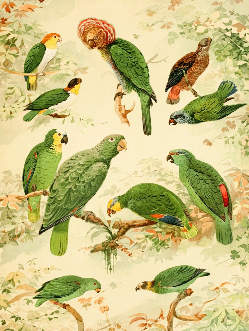 Papagaios by Emil August Göldi, 1900-1906 — digital art print download