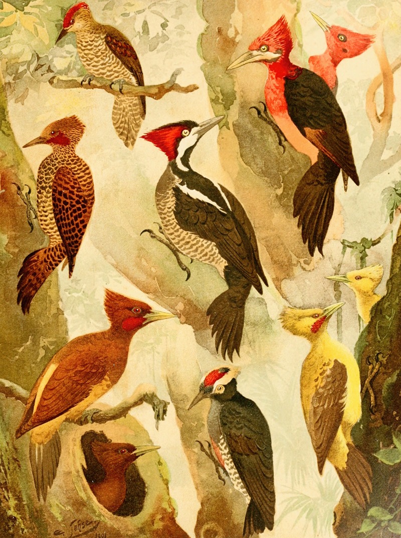 Picapáus, Jpecú by Emil August Göldi, 1900-1906 — digital art print download