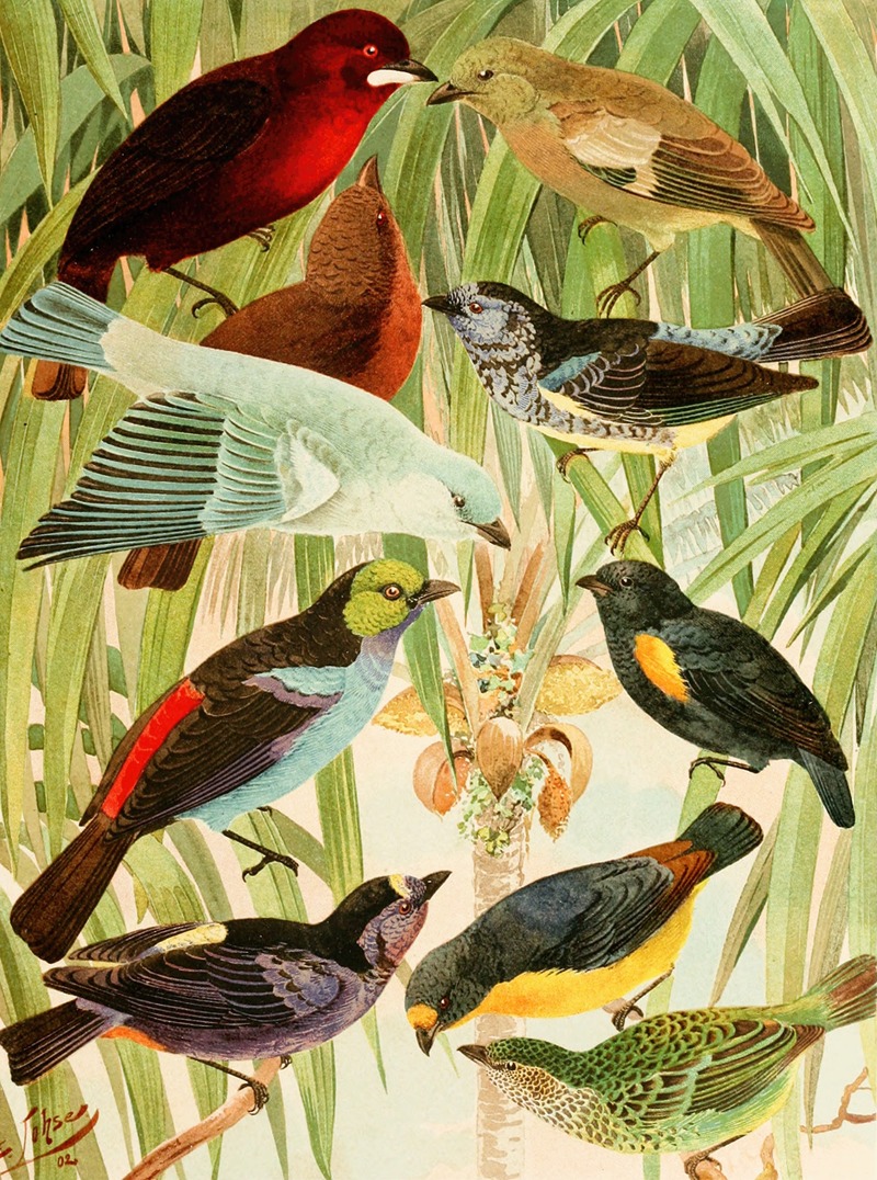 Pipiras, Sahys, Tem-tems by Emil August Göldi, 1900-1906 — digital art print download