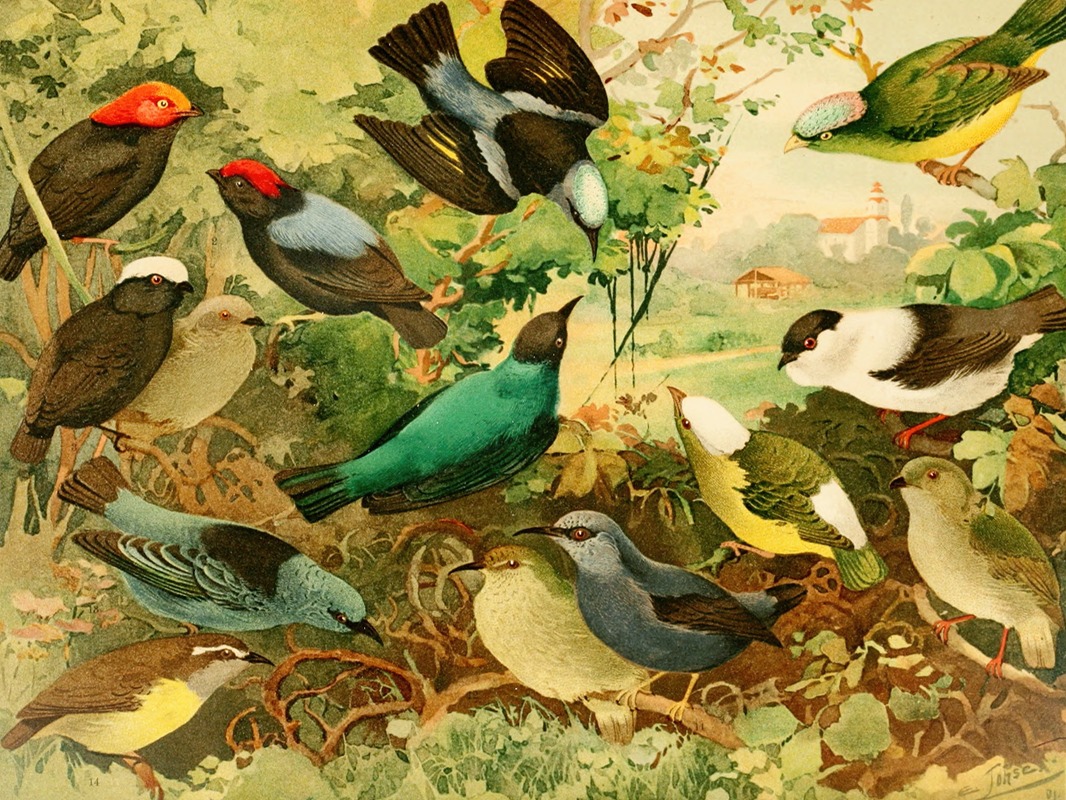 Uirá-purús, Rendeiras, Sahys by Emil August Göldi, 1900-1906 — digital art print download