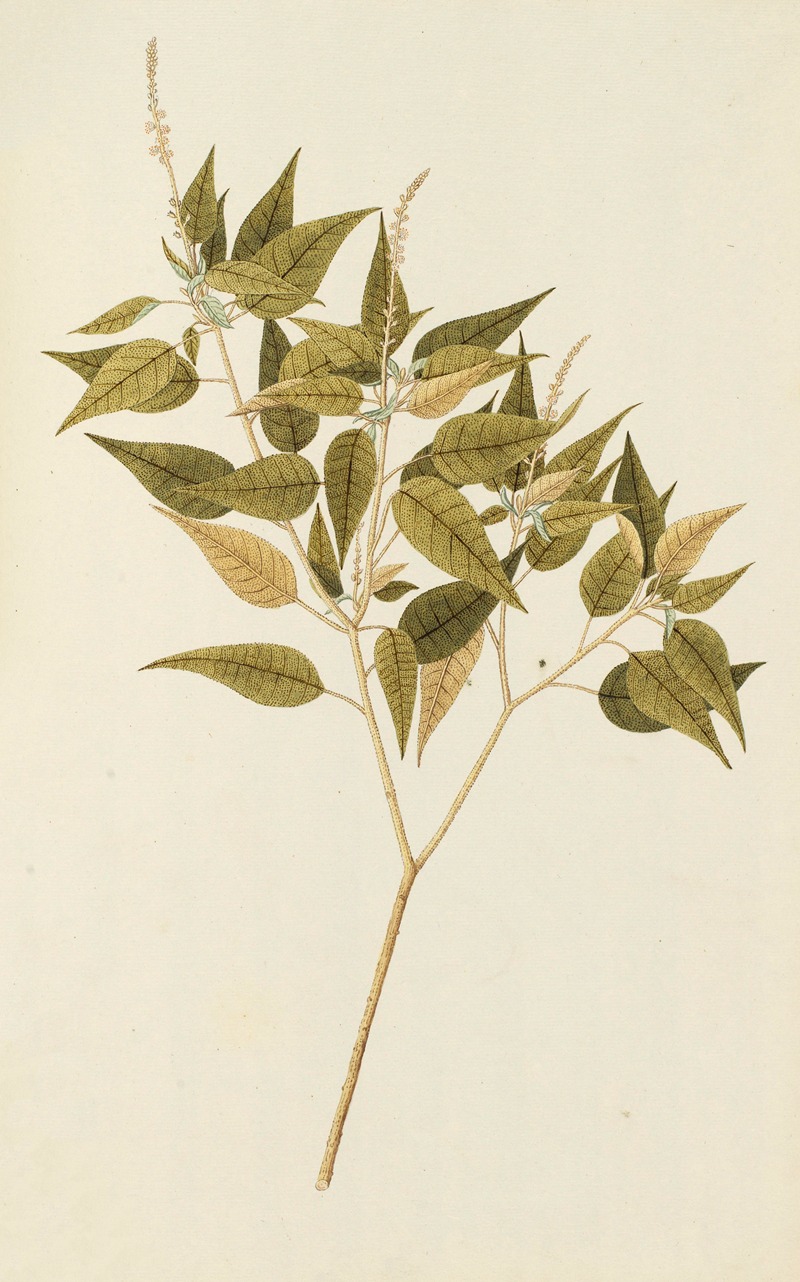 Selectarum stirpium Americanarum historia Pl.242 — Nikolaus Joseph Freiherr von Jacquin