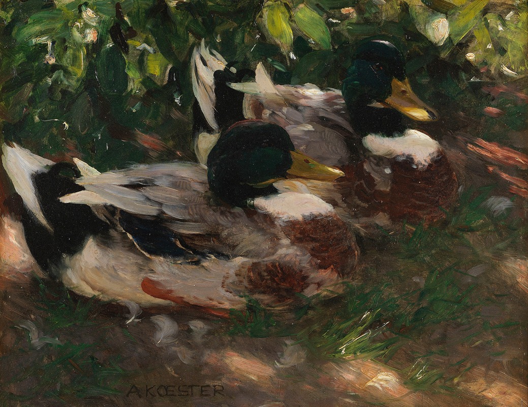 Zwei Erpel auf dem Wasser — Alexander Koester