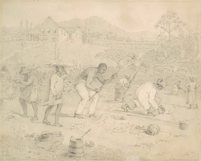 Planting the sugar cane (Trinidad) by Richard Bridgens, 1838 — digital art print download