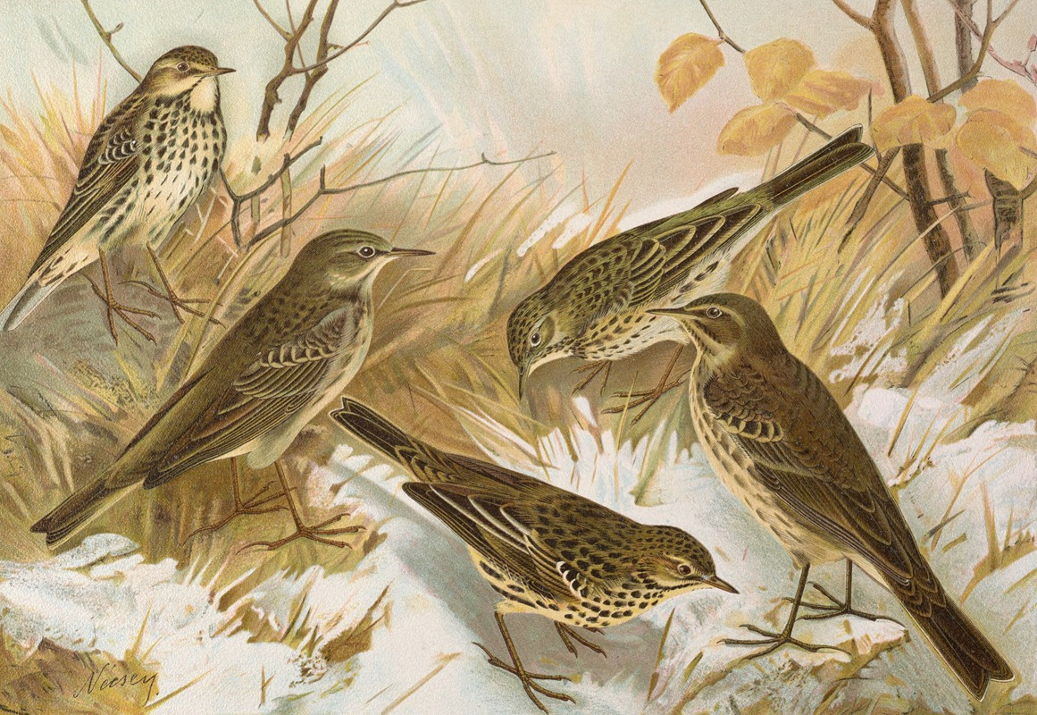 Anthus pratensis, cervinus, spipoletta, obscurus by Johann Friedrich Naumann — digital art print download