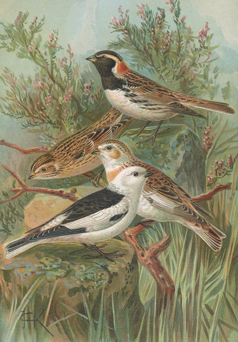 Calcarius lapponicus, Plectrophenax nivalis — Johann Friedrich Naumann