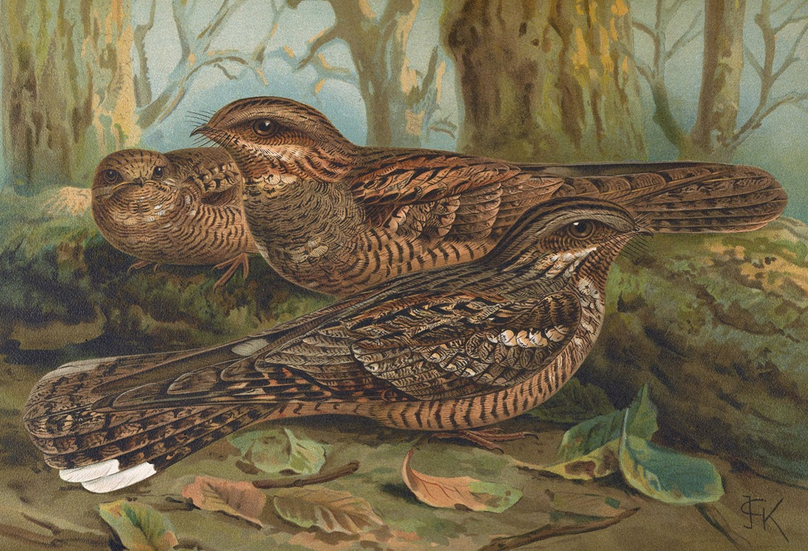 Caprimulgus europaeus by Johann Friedrich Naumann — digital art print download