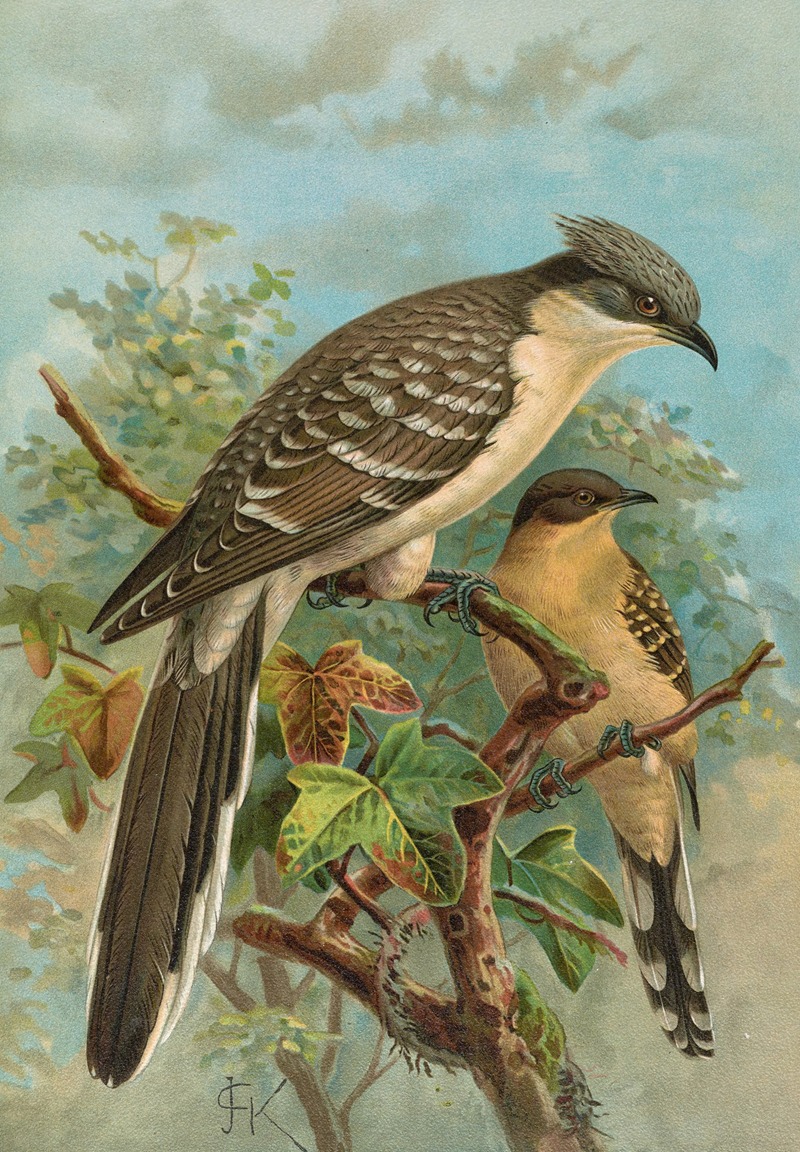 Coccystes glandarius by Johann Friedrich Naumann — digital art print download