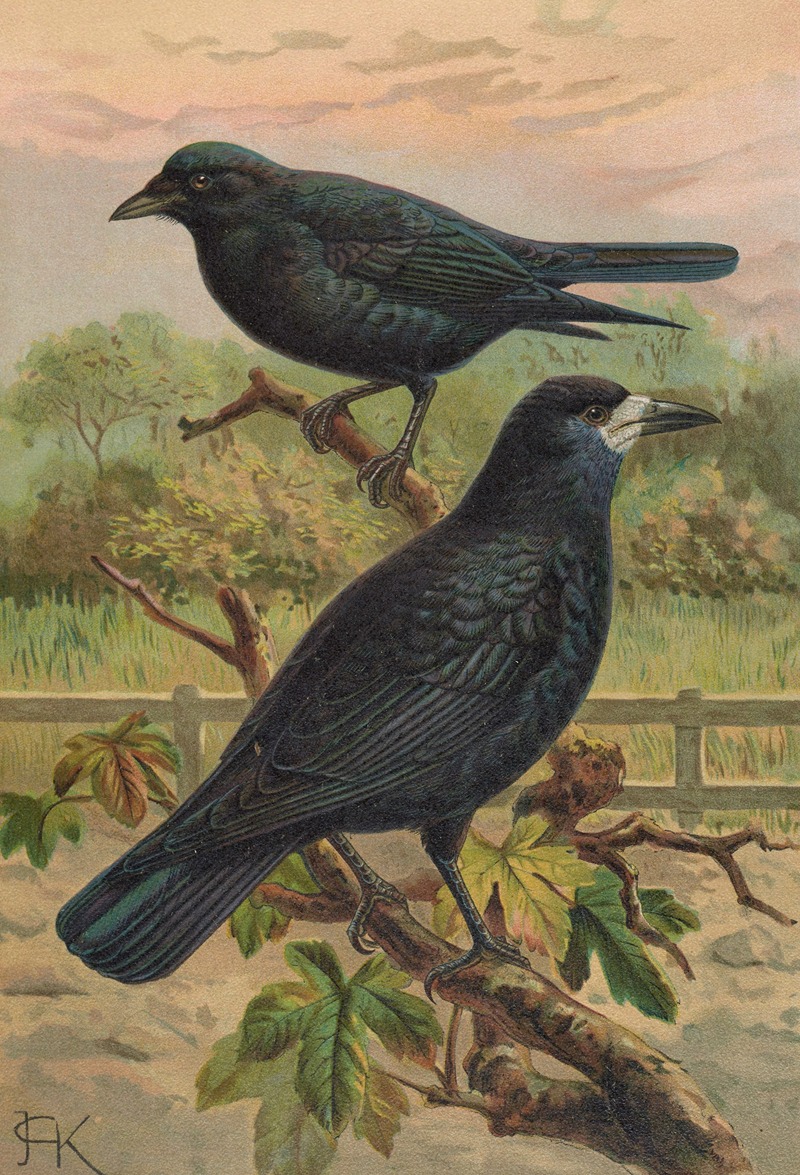 Corvus frugilegus by Johann Friedrich Naumann — digital art print download