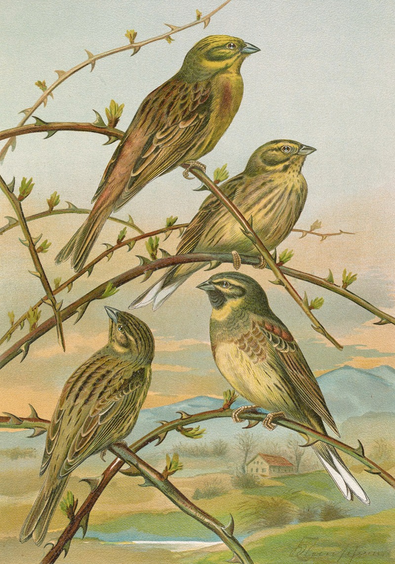 Emberiza citrinella, Emberiza cirlus — Johann Friedrich Naumann