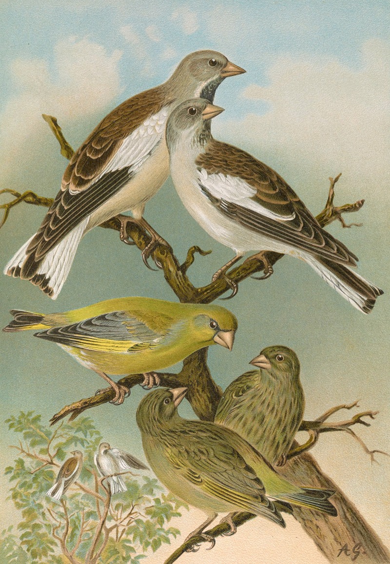 Fringilla nivalis, Chloris chloris — Johann Friedrich Naumann