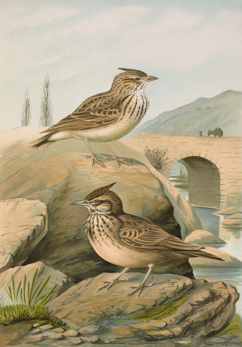 Galerida cristata, Galerida Theklae — Johann Friedrich Naumann