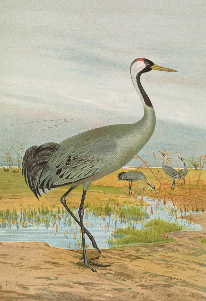 Grus grus by Johann Friedrich Naumann — digital art print download